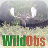 WildObs Observer