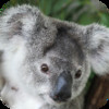 81 Koala Pictures