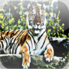 Tiger - Sounds of Nature's Best Wild Hunter