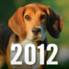 Beagle calendar 2012