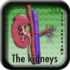 Kids Anatomy The Kidneys