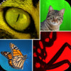 Close Up - the zoomed in image naming game