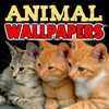Animals Around The World Wallpapers