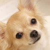 Tiny Chihuahuas: Photo Collection