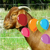 Farm Animals Balloons Pop For Kids