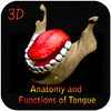 Anatomy and Functions of Tongue