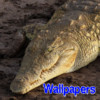 Croc Wallpapers for iPhone