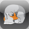 Skull Osteology
