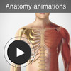 Anatomy animations