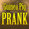 Guinea Pig Prank