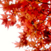 Red Leaves Camera