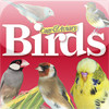 Cage & Aviary Birds