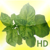 Grow Herbs HD