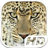 Cheetah Simulator HD Animal Life