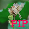 PIP Camera Real-time --- pictuer in picture