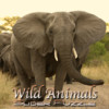 Wild Animals Slider Puzzle HD