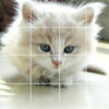 puzzles+ Cat