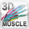 3D Muscle
