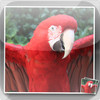 AvianFacts - Bird Anatomy, Quiz, Flash Cards