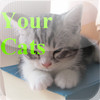Your Cats