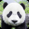 121 Panda Pictures HD