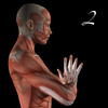 Anatomy of Yoga 2 -Plank, Crane, and Four-Limbed Staff Pose