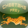 Cheetahs Prey
