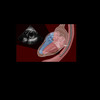 Echocardiography Board Review Questions Simulation