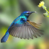 Hummingbirds Species