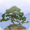 Bonsai Tree - The Art of Growing Bonsai Trees