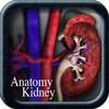 Anatomy Kidney v2