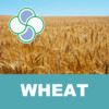 Wheat Stoller