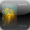 Seaweed - art meets science