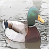Waterfowl Hunting - Duck Calls For Your Phone or Tablet