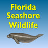Guide to Florida Seashore Wildlife