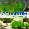 aquariumpflanzen.net