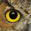 Owl's Eye