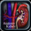 Anatomy Kidney