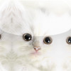 Cute Kittens!