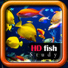 HD Fish Study