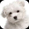 Cute Puppies and Doggies - Adorable Wallpaper Pics for your iPhone
