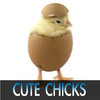Cute Chick Pictures
