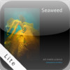 Seaweed - Art meets science for iPad lite