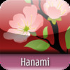 Hanami | Sakura