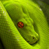 Snakes Encyclopedia