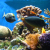 Top Coral Reefs