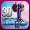 3D Medical Human Kidney