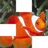 Beautiful Fishes Puzzle Free