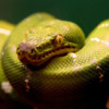 Snakes-Encyclopedia