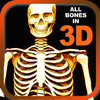 My Body Bones 3D Study